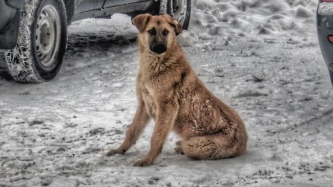 В Якутске мужчина задушил собаку после того, как на него напала стая бродячих псов