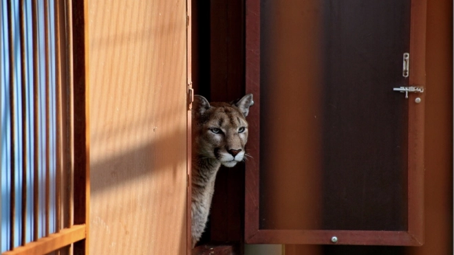 В Ленобласти начал работу хоспис "Дом тигра" для диких животных  