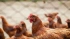 Спрос россиян на курицу упал на 2,6% из-за экономии