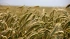 Минсельхоз ожидает мировую корректировку цен на зерно 