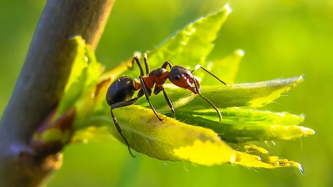 Цинк делает зубы муравьев очень крепкими 