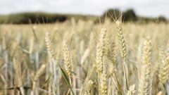 Bloomberg: Китай импортировал рекордные 9,8 млн тонн пшеницы в 2021 году