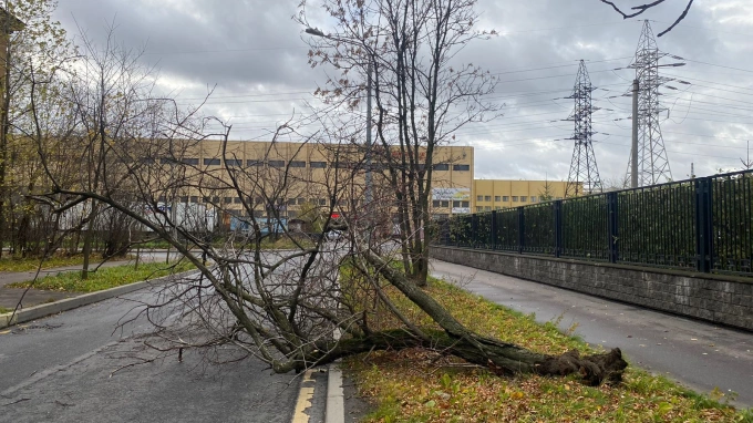 Более 70 деревьев повалило в петербургских садах и парках во время шторма