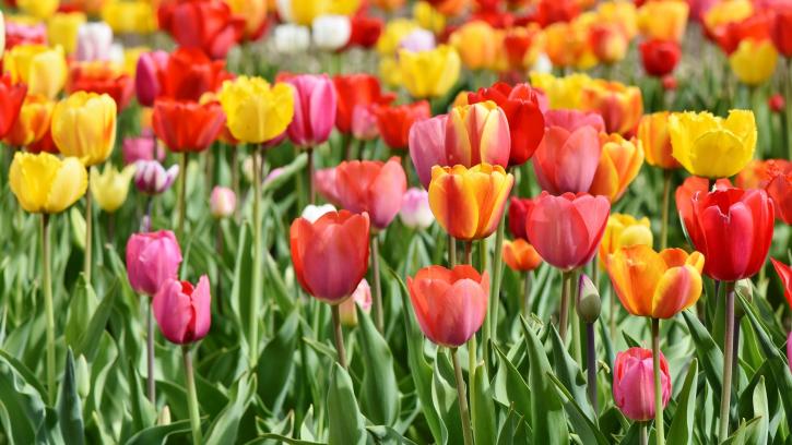 К майским праздникам Петербург украсят полмиллиона цветов