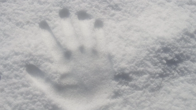 Синоптик заявил, что сегодня в Петербурге может выпасть первый снег