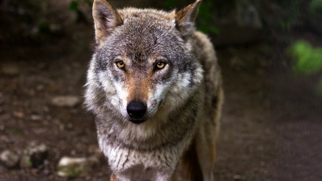 В Ленобласти предложили разрешить отстрел волков без лицензии 