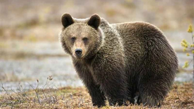 Медведи осаждают деревню Конново в Ленобласти