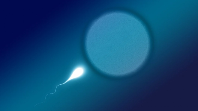 Ученые создали сперматозоиды из стволовых клеток приматов 