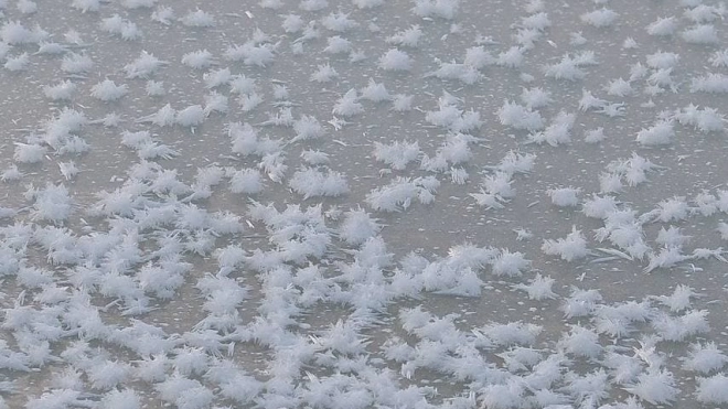 "Ледяные цветы" заметили в парке 300-летия Петербурга
