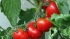 Россия увеличила годовую квоту на ввоз помидоров из Турции