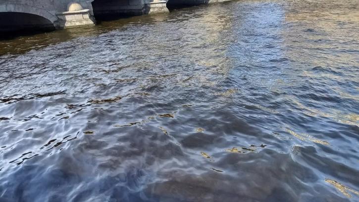 Петербуржцы обеспокоены массовой гибелью рыбы в реке Фонтанке
