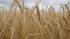 Ленобласть в 2020г. увеличила сбор зерна на 9,8%
