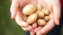 Аграрии снижают цены на картофель из-за высокого урожая и проблем с хранением
