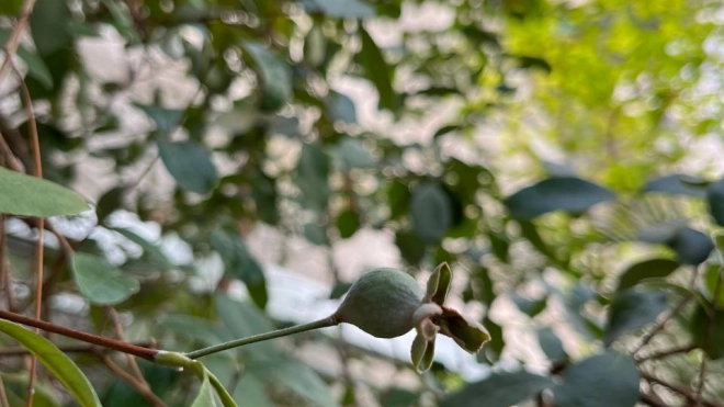 В Ботаническом саду начали созревать плоды инжира и цитрусовых