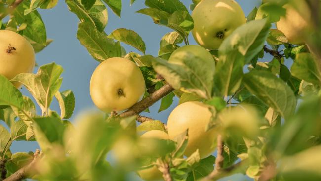 Россельхознадзор разрешил еще 28 предприятиям Азербайджана ввоз яблок в РФ