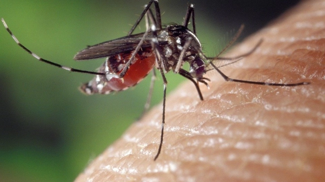 Ученые выяснили, какие цвета привлекают комаров 