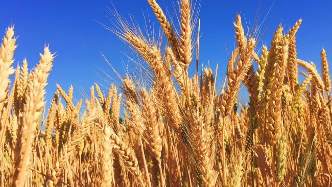Цены на пшеницу в РФ обновили максимум за последние 9 лет