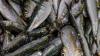 В России прогнозируют подорожание рыбной продукции