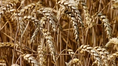 На мировых рынках в августе зафиксировано ускорение цен на пшеницу и сахар