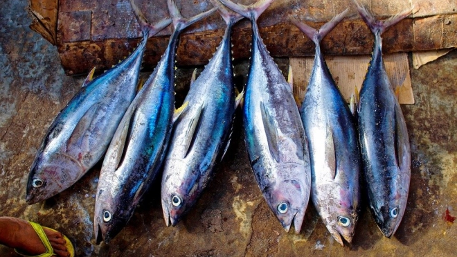 Почти на треть сократились поставки импортного тунца в Россию 