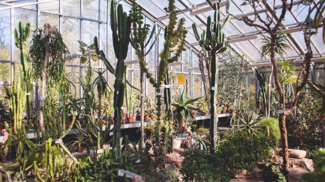 Ботанический сад приглашает на патриотическую прогулку по Тропическому маршруту
