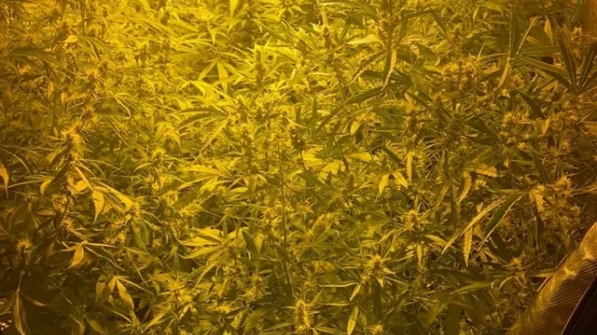В квартире на проспекте Королева правоохранители обнаружили плантацию растительных наркотиков