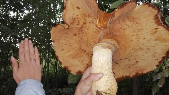Петербуржцев удивили гигантские грибы в Ленобласти