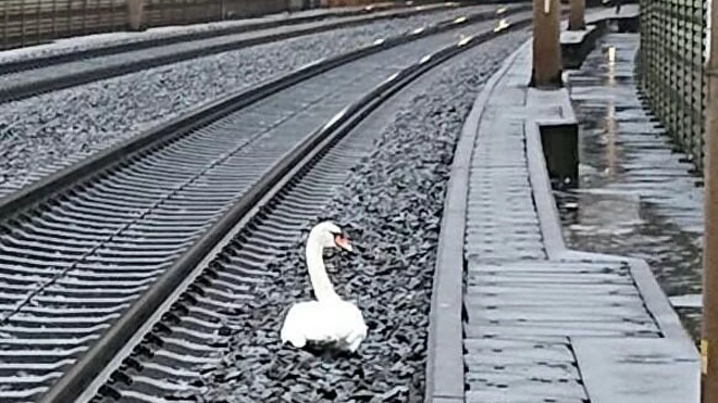 В ФРГ 23 поезда задержали из-за лебедя, оплакивавшего своего спутника