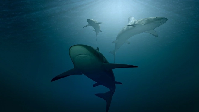 Ученые выяснили, что акулы нападают на людей, потому что путают их с тюленями 
