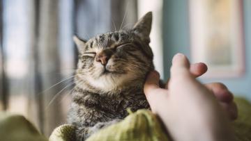 Путин поручил создать законопроект об учете домашних животных