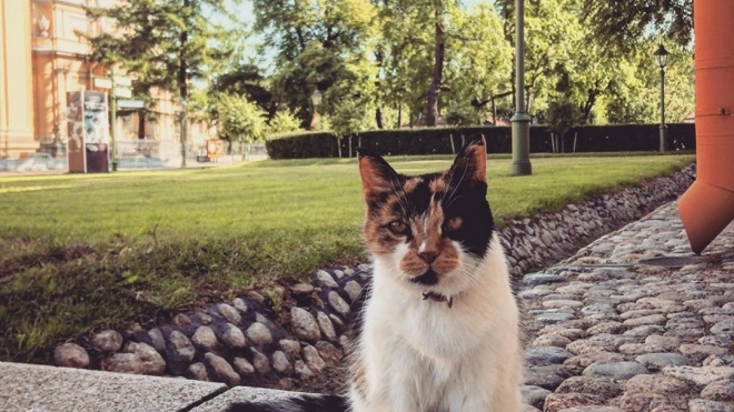 В Петербурге умерла главная кошка Петропавловской крепости Капитолина