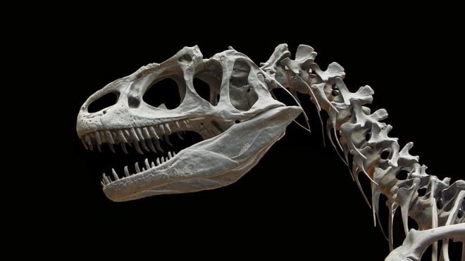 Открыт новый вид динозавров с необычным хвостом 