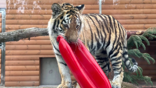 Тигр Зевс из Ленинградского зоопарк вырос до 85 кг