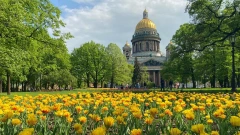 В Петербурге зацвели тюльпаны 