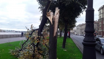 В Петербурге из-за штормового ветра повалило пять ...