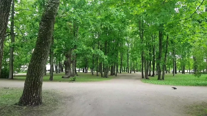 Гулять в лесах и разжигать костры на территории Петербурга запрещено до 11 июля