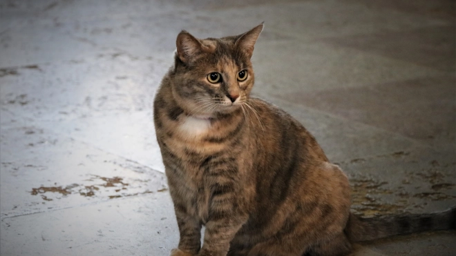 Кошка-хранительница Эрмитажа начала работать в Петропавловской крепости