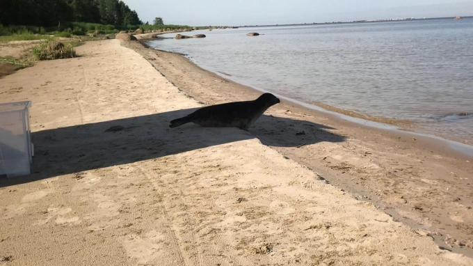 В Финский залив выпустили редкую балтийскую кольчатую нерпу