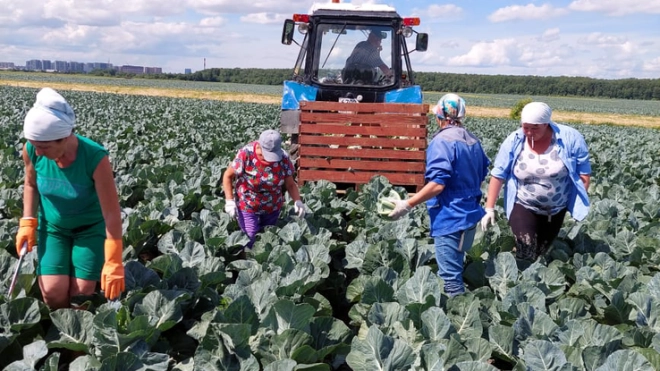 В Ленинградской области собраны первые 30 тонн ранних овощей