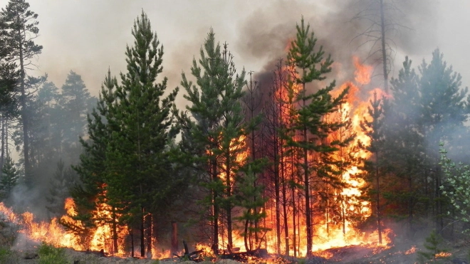 С 15 апреля может начаться пожароопасный сезон в петербургских лесах 