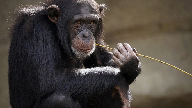 Ученые испытали новый способ лечения Альцгеймера на обезьянах 