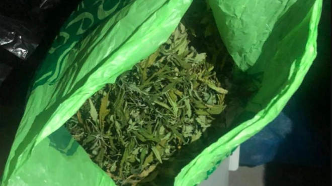 В квартире петербуржца обнаружили наркоплантацию с 1,5 кг марихуаны