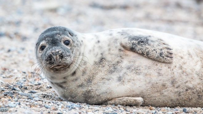 Ученые "наняли" тюленей для исследований в Антарктике 