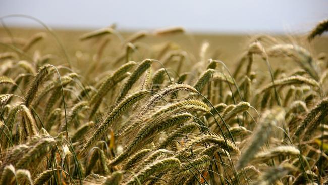 На майских праздниках выросли закупочные цены на российскую пшеницу