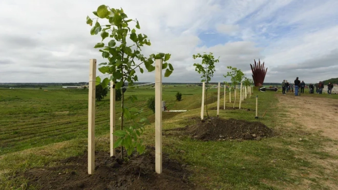 Активисты Ленобласти высадили в "Саду памяти" более 700 деревьев за 2 месяца