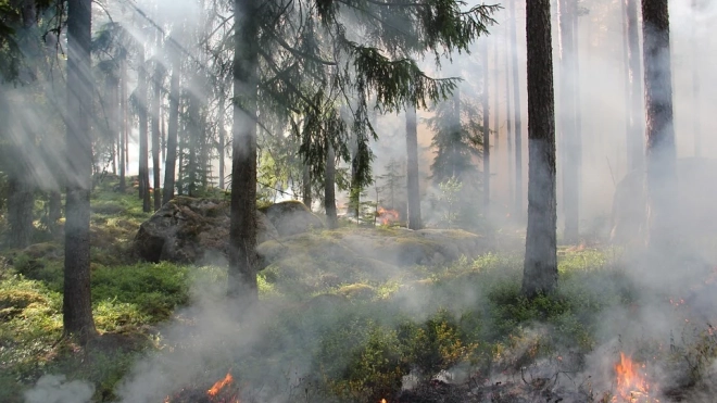 С 10 июля в Ленобласти запрещено посещать леса 