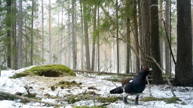 Глухари в Ленобласти начали есть камни после зимы