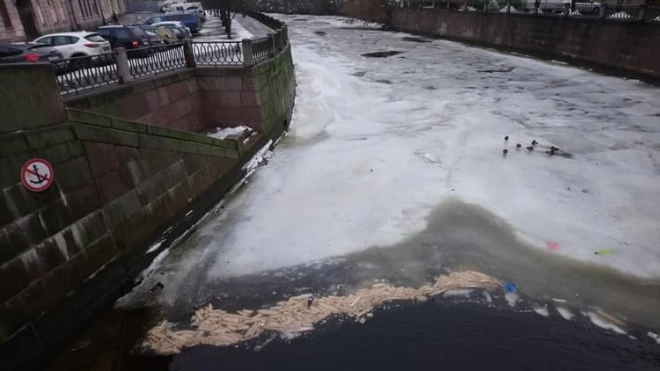 Петербуржцы ужаснулись массовому сбросу хлеба в реку Карповку