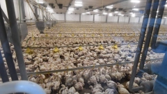 В Ленобласти производство мяса птицы увеличится на 19 тысяч тонн после расширения фабрики "Северная"