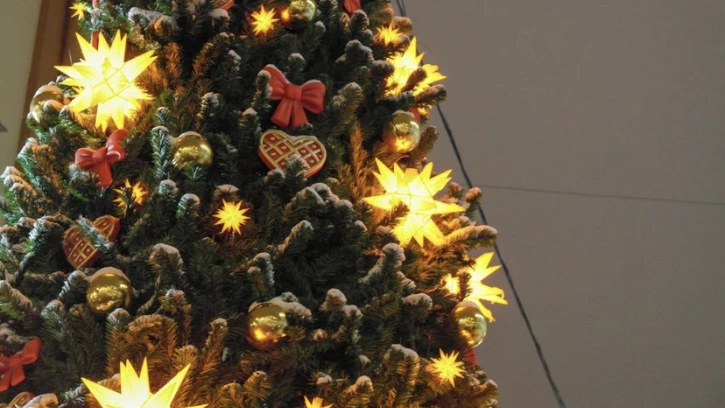 Петербуржцы выбрали, какая елка украсит Дворцовую площадь на Новый год 